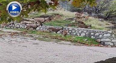 Sürü halinde şehir merkezine indiler!