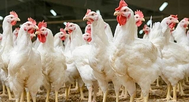 10 ünlü tavuk markasına soruşturma!