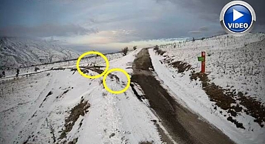 Aç kalan kurtlar köye indi