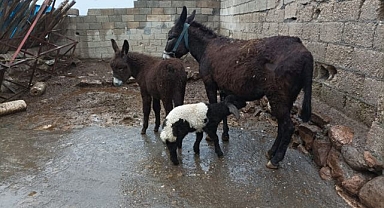 Annesinin sütü yetmeyince kuzuyu eşek sahiplendi