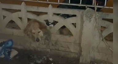 Başı duvara sıkışınca yardıma itfaiye koştu!