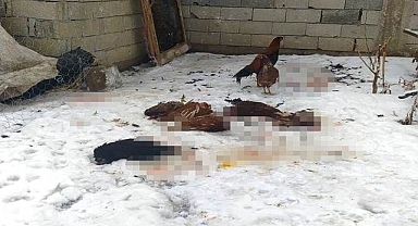 Başıboş köpekler kümesi talan etti