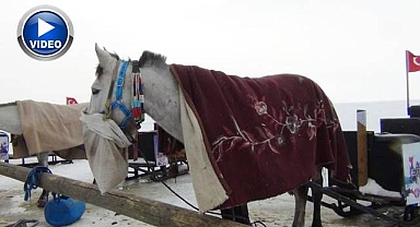 Eksi 17 derecede atlara battaniyeli koruma