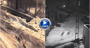 Erzurum'da acıkan kurtlar mahalleye dadandı