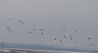 Göç etmeyen 34 toy kuşu görüntülendi