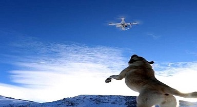Kangal köpeğinin drone ilgisi gülümsetti