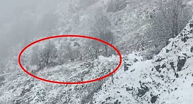 Karlı dağlarda yem ararken görüldüler
