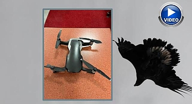 Kartalın drone avı!