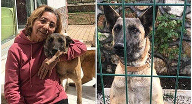 Kaybolan köpeğini bulana 10 bin lira ödül!
