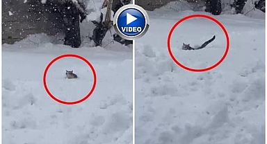 Kedinin karla imtihanı kamerada!