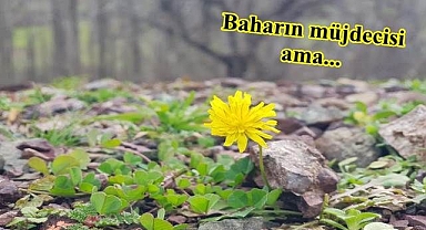 Kışın ortasında açtı!