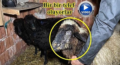 Küçükbaş hayvanlarda hastalık alarmı