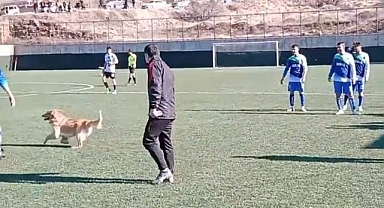 Sahaya giren köpek maçı karıştırdı