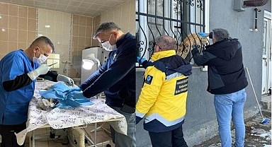 Sahipsiz kediler tedavi altında