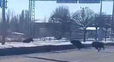 Şehir merkezine inip caddelerde tur attılar