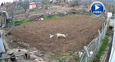 Tavuk hırsızı köpek kamerada!