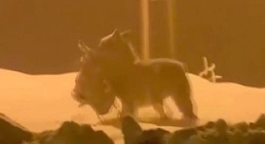 Acıkan kurt, köpeği parçaladı