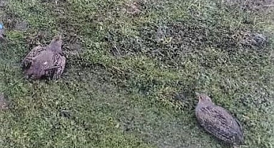 Avcılara ceza yağdı!