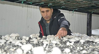 Bölgenin mantar ihtiyacını karşılıyor