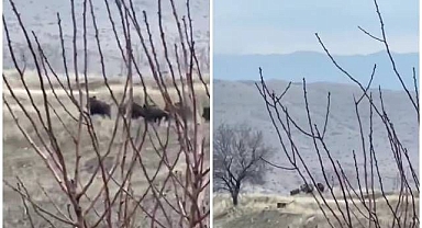 Sürü halinde görenler gözlerine inanamadı 