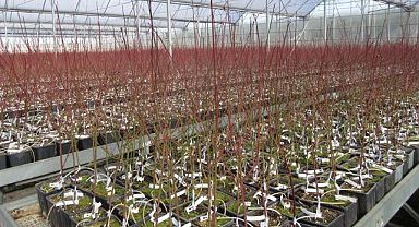 FİDAN ÜRETİM KABI SATIN ALINACAK