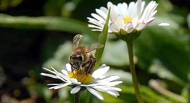 3'üncü cemre toprağa düştü