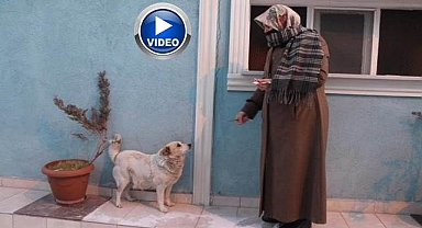 Alkış sesi duyunca oynamaya başlıyor