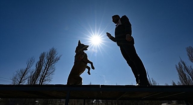 Dedektör köpekler iş başında