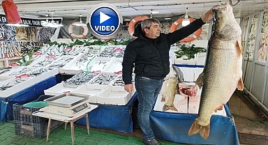 Dev turna balıkları yoğun ilgi görüyor
