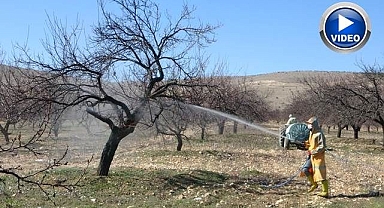 Erken tomurcuklanan ağaçlar korkutuyor