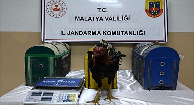Horoz dövüşüne ceza yağdı!