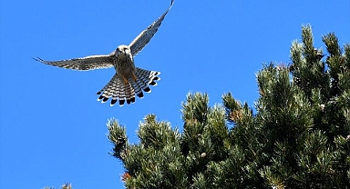 Karlar erimeye başlayınca doğa kuşlarla canlandı