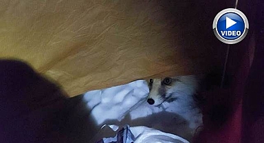 Kokuyu alan tilki çadıra dadandı