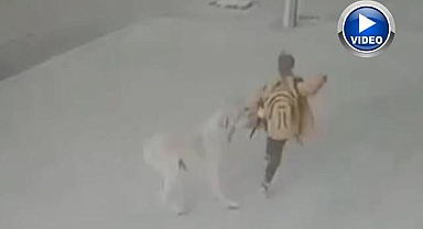 Köpeklerin saldırısından son anda kurtuldu