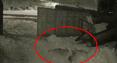 Köye inen aç kurtlar dehşet saçtı