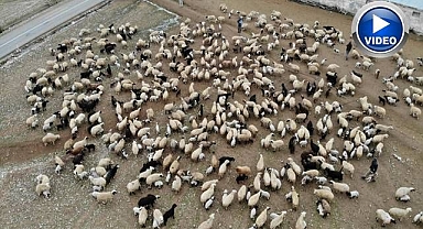 Koyun ve kuzuların renkli buluşması