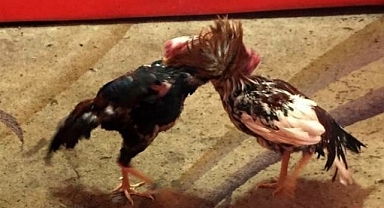 Villada horoz dövüşüne ceza yağdı