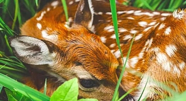 Yaban hayvanlarını yavrularından ayırma!