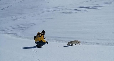 Zirvede elleriyle tilki beslediler