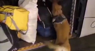 29 kilo 860 gram skunk ele geçirildi