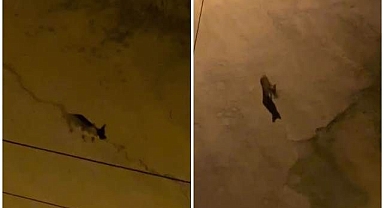 Aç kalınca şehir merkezini mesken tuttu