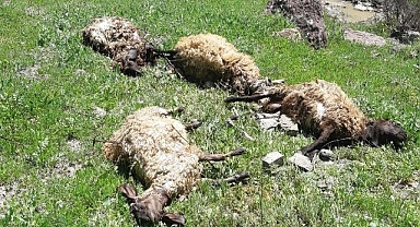 Ağıla giren kurt 10 koyunu telef etti
