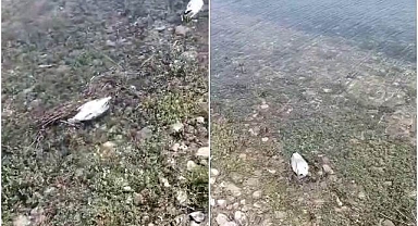 Ani ölümlerin sebebi ortaya çıktı: NDV tespit edildi