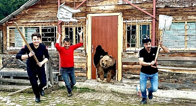 Ayı saldırılarıyla baş edemeyince!