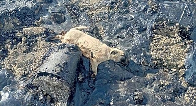 Aziziye Belediyesinden zifte yapışan köpeklerle ilgili açıklama