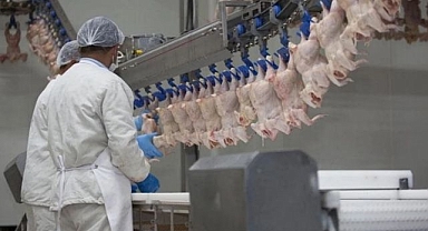 Bakanlık harekete geçti! Tavuğa yasak geliyor