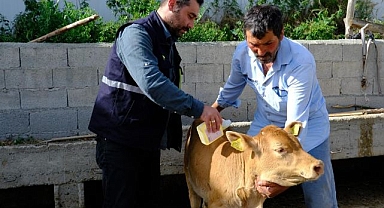 Büyükbaş hayvanlar kenelere karşı ilaçlanıyor