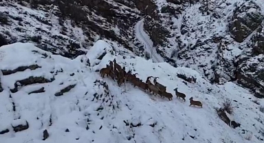 Dağları süsleyen keçiler engebeli arazide