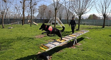 Dedektör köpekler Jandarmanın gücüne güç katıyor