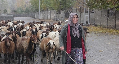 Devlet desteğiyle koyun varlığı artıyor